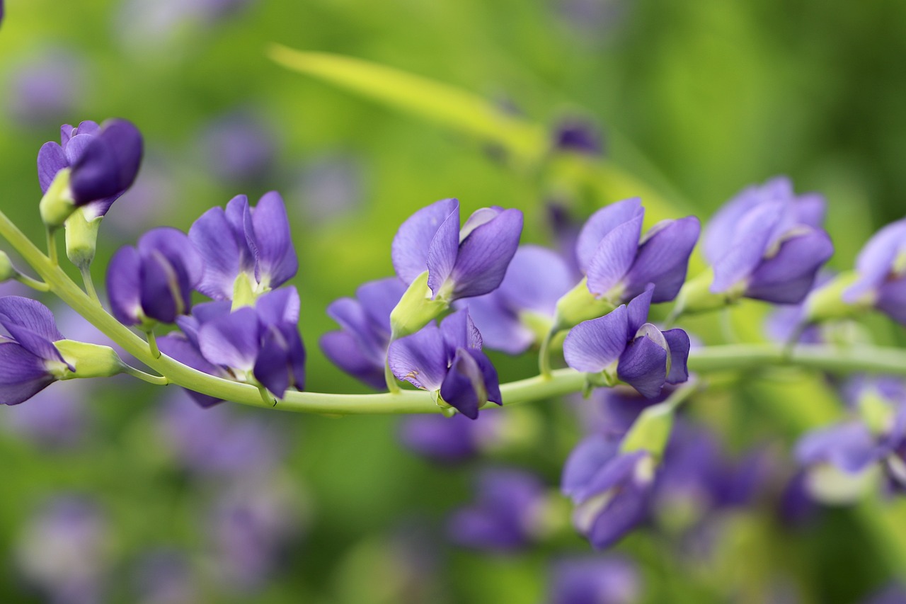 Benefits of Using Natural Plant Dyes in your Garden